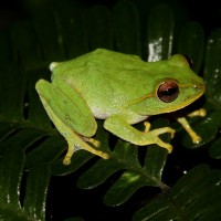 Pseudophilautus stuarti Manamendra-Arachchi & Pethiyagoda, 2005